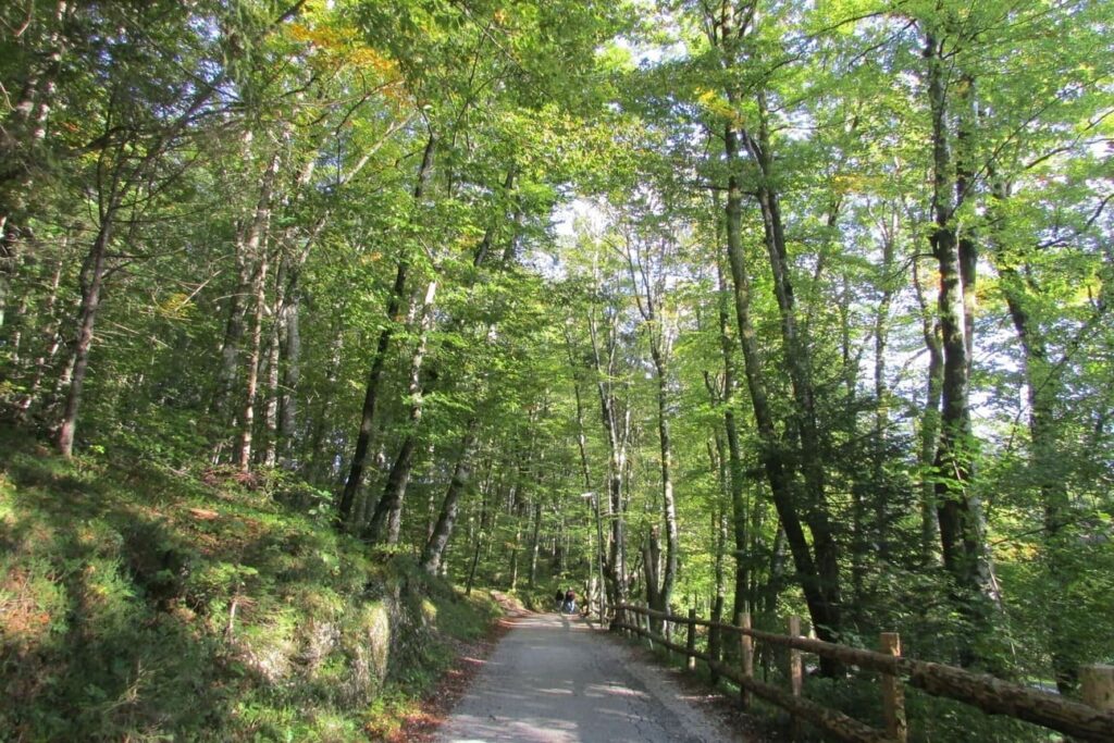 Šetnica kroz šumu pokraj jezera Bohinj u Sloveniji.