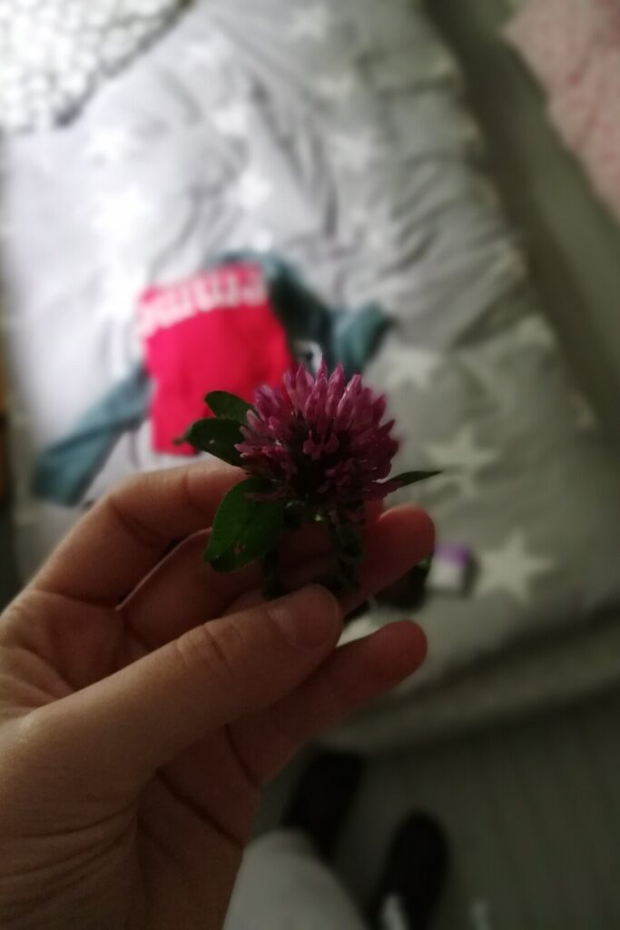 Prsten od ljubičaste djeteline.