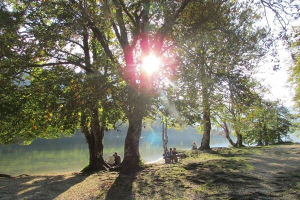 Sunce prodire kroz krošnje pokraj jezera Bohinj u Sloveniji.